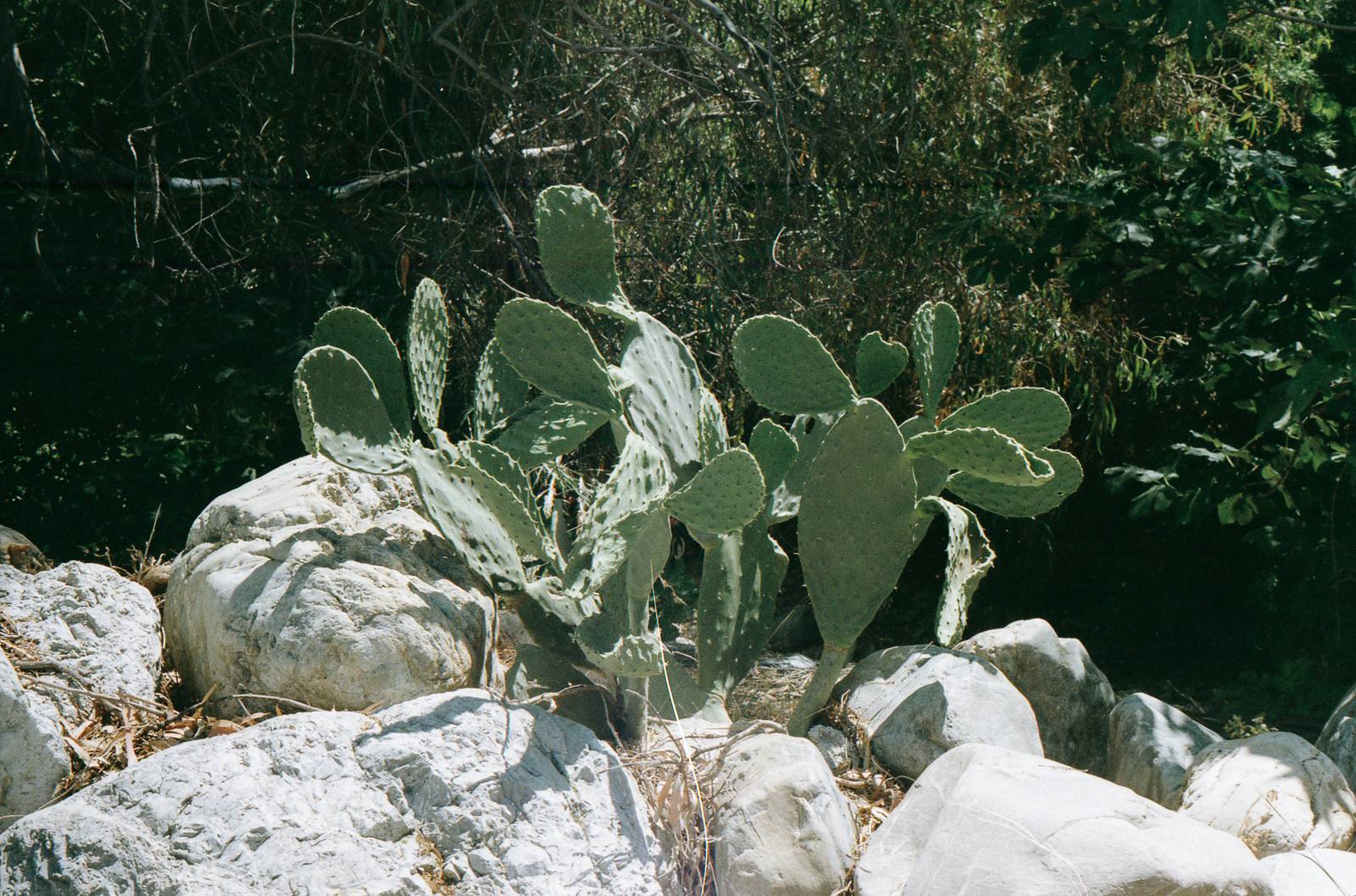 Wild cactus